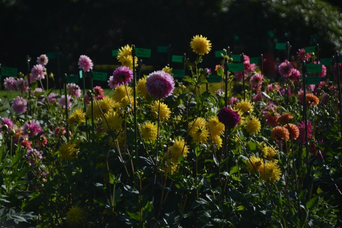 colorful collection of dahlias